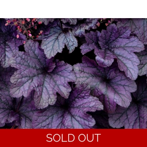 Heuchera 'Grape Timeless'