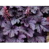 Heuchera 'Grape Timeless'