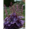 Heuchera 'Grape Timeless'