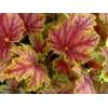 Heuchera 'Picasso' Master painter