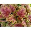Heuchera 'Picasso' Master painter