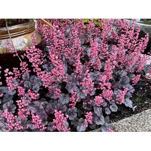 Heuchera 'Milan'