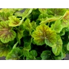 Heuchera 'Northern Exposure Sienna'