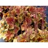 Heuchera 'Northern Exposure Sienna'