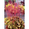 Heuchera 'Northern Exposure Sienna'