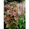 Heuchera 'Northern Exposure Sienna'