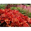 Heuchera 'Peach Flambe'