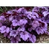 Heuchera 'Pink Panther'