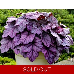 Heuchera 'Pink Panther'