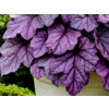 Heuchera 'Pink Panther'