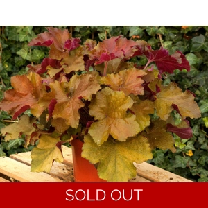 Heuchera 'Rex Amber'