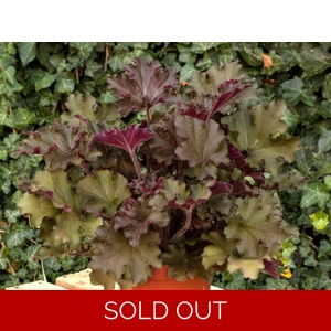 Heuchera 'Rex Red'