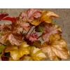 Heuchera World Caffe 'Americano'