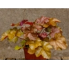 Heuchera World Caffe 'Americano'