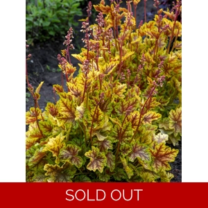 Heuchera World Caffe 'Melange'