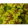 Heuchera World Caffe 'Melange'