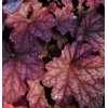 Heuchera World Caffe 'Shakerato'