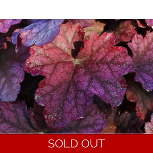 Heuchera World Caffe 'Shakerato'