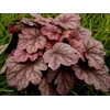 Heuchera World Caffe 'Shakerato'