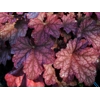 Heuchera World Caffe 'Shakerato'