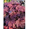 Heuchera World Caffe 'Shakerato'