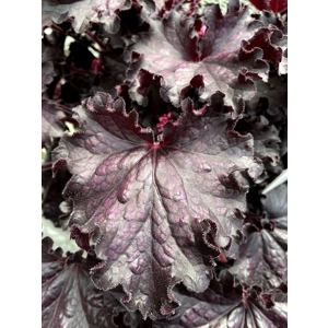 Heuchera 'Forever Midnight'