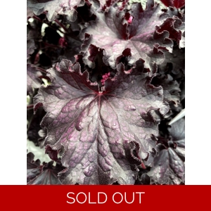 Heuchera 'Forever Midnight'