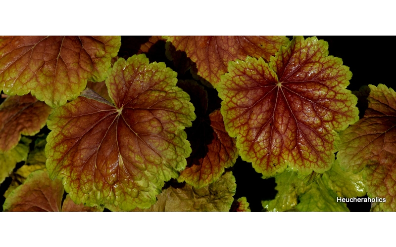 Heuchera 'High Hopes'