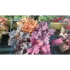 4 x Heucheras for Sun