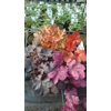 4 x Heucheras for Sun