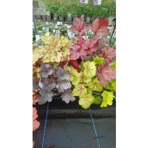 4 x Heucheras for Sun