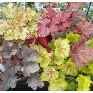 4 x Heucheras for Shade
