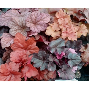 4 x Heucheras for Sun