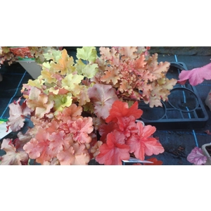 4 Heuchera for Shade