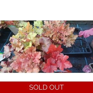 4 Heuchera for Shade