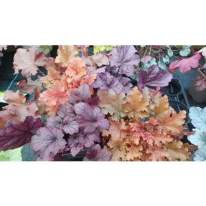 4 x Heucheras - Purple and Orange