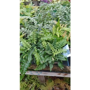 4 X Hardy Ferns