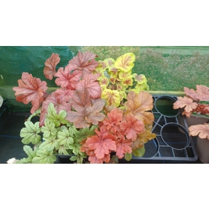 4 x  xHeucherellas mixed