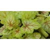 Heuchera 'Eternal Flame'