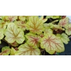 Heuchera 'Eternal Flame'