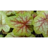 Heuchera 'Eternal Flame'
