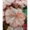Heuchera 'Changeling'