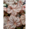 Heuchera 'Changeling'