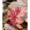Heuchera 'Changeling'