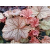 Heuchera 'Changeling'