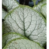 Brunnera macrophylla 'Silver Heart'