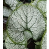 Brunnera macrophylla 'Silver Heart'