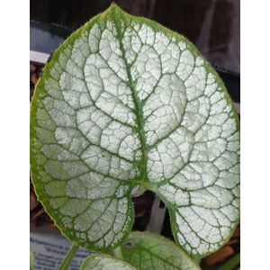Brunnera macrophylla 'Silver Heart'