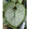 Brunnera macrophylla 'Silver Heart'