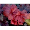 Heuchera 'Fire Alarm'